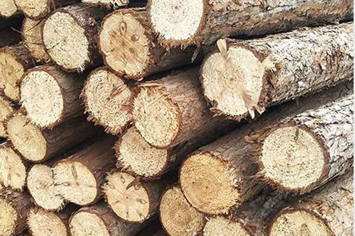 专业的河道护坡木桩销售厂家电话新的服务 宏文木业